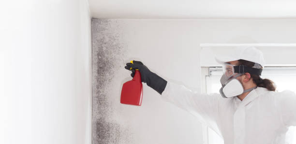 Best DIY Mold Remediation Support Services in Meadow Vale, KY